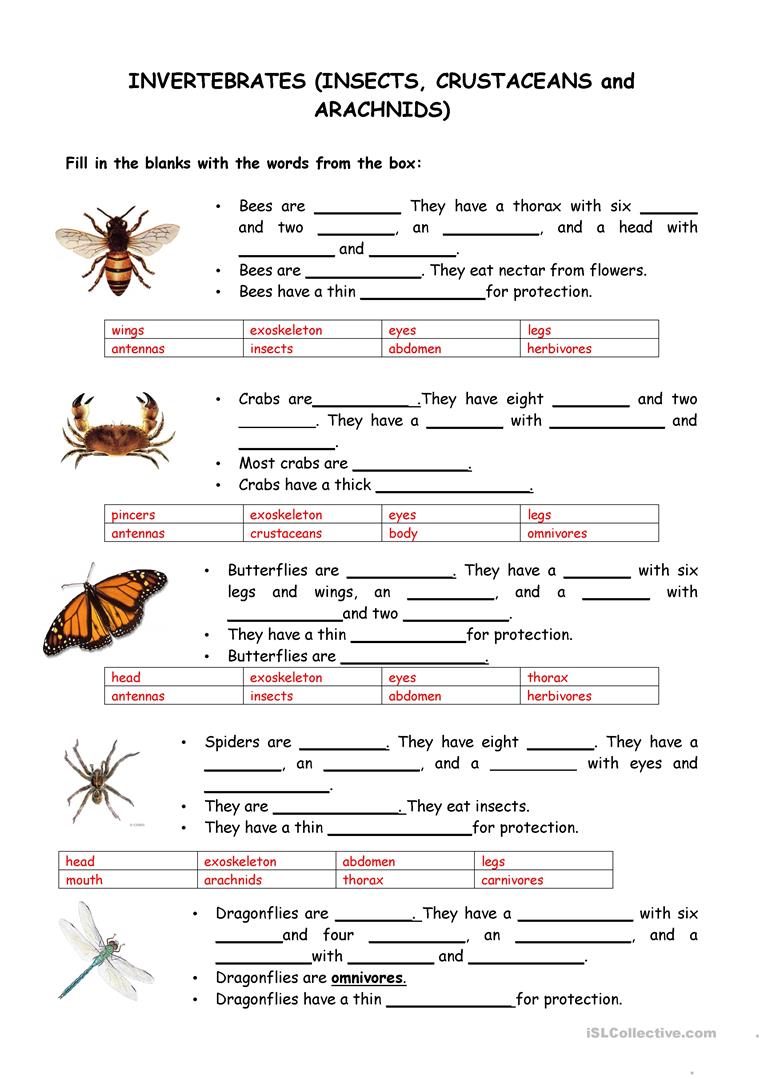 9 Free Esl Vertebrate Worksheets