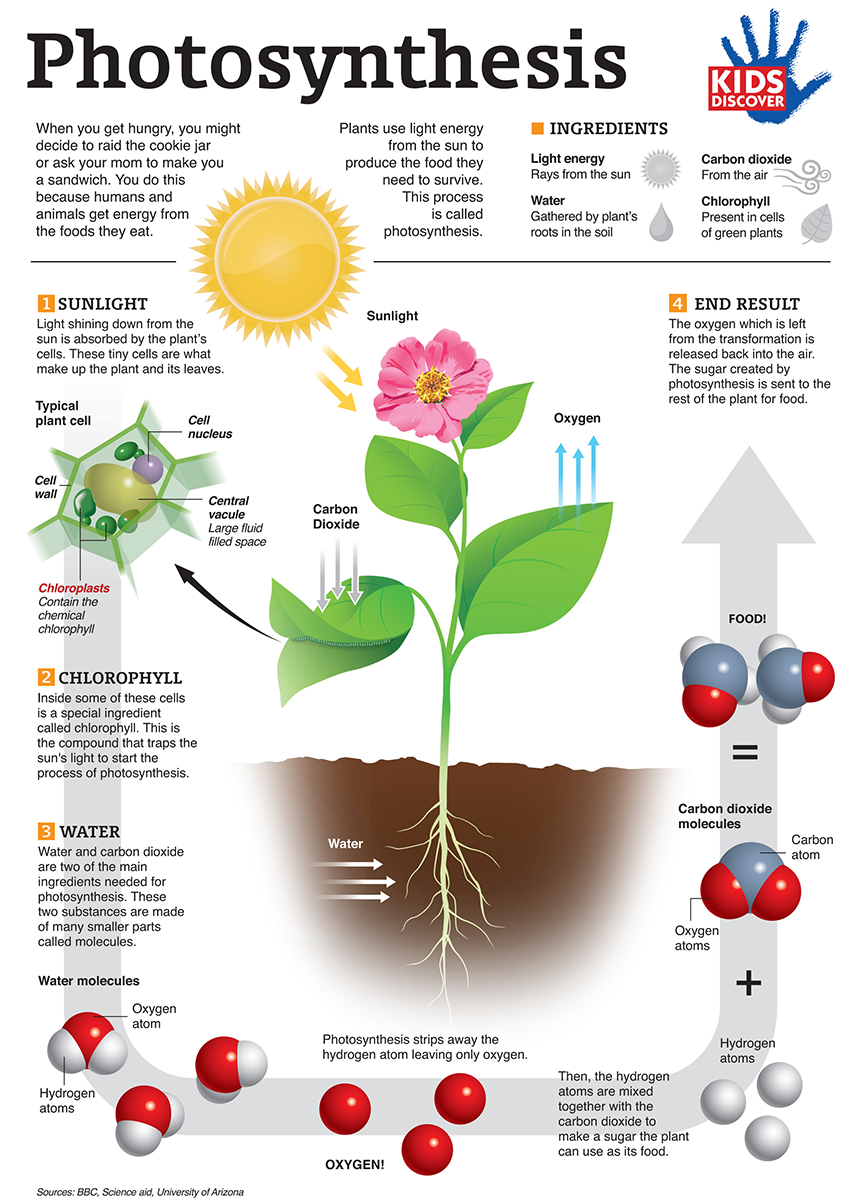 Infographic  Photosynthesis For Kids