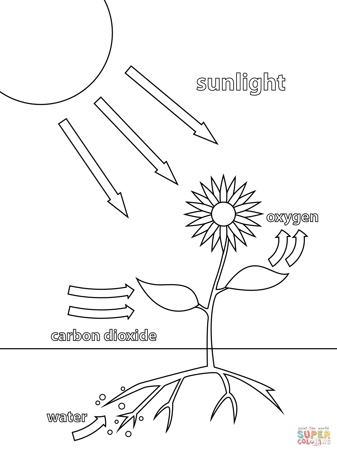 Photosynthesis Coloring Page