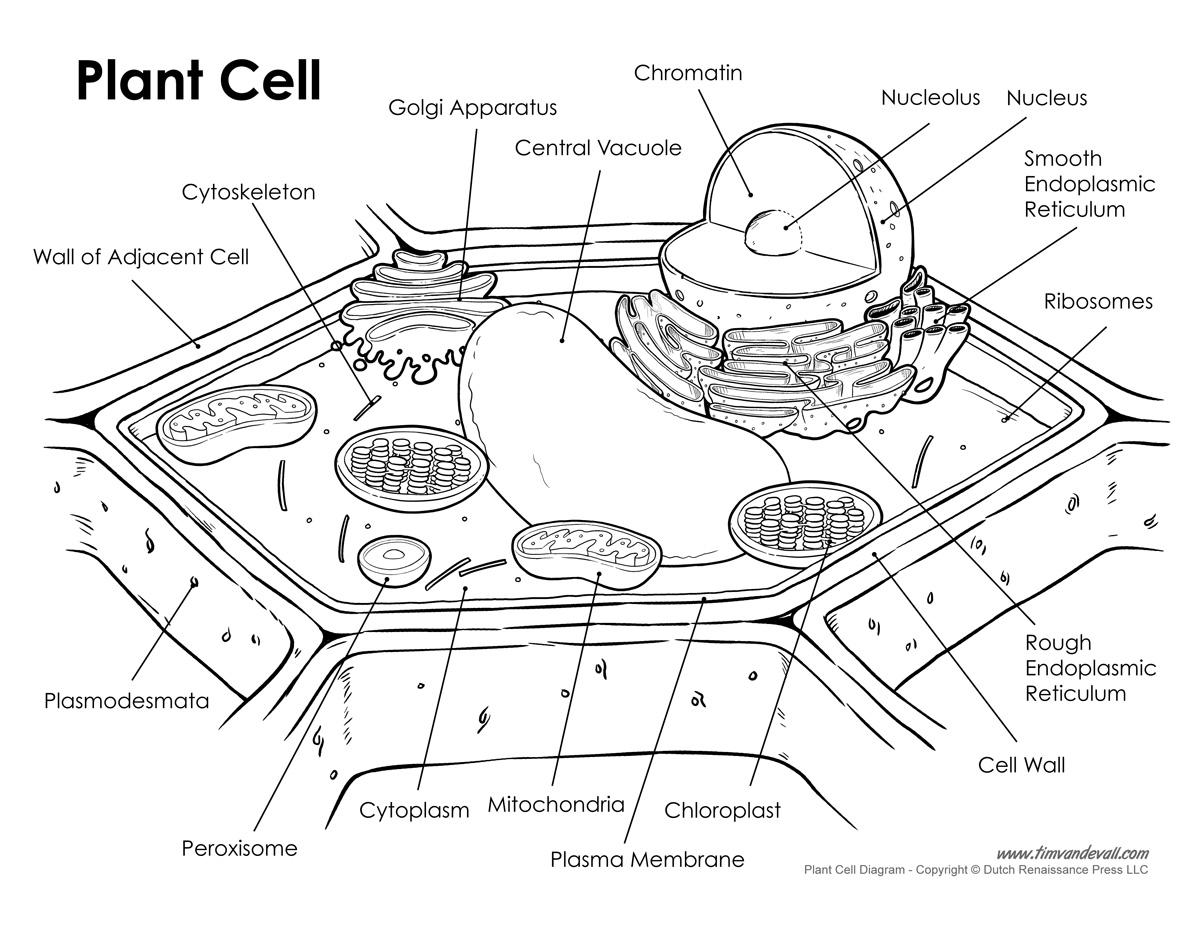 Plant Cell Label Worksheet Free Worksheets Library