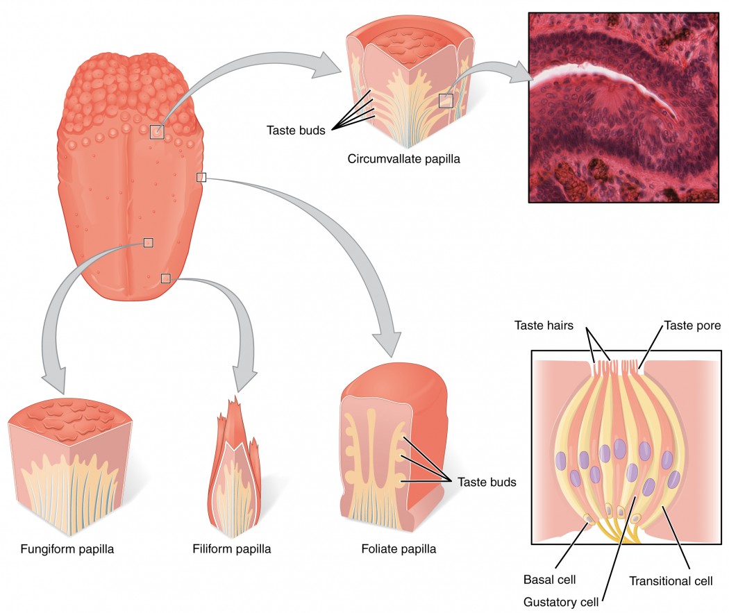 Sensory Perception  Taste And Olfaction