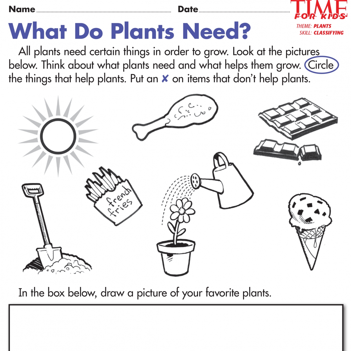 Plant Worksheets For Kindergarten Google Search Gardening