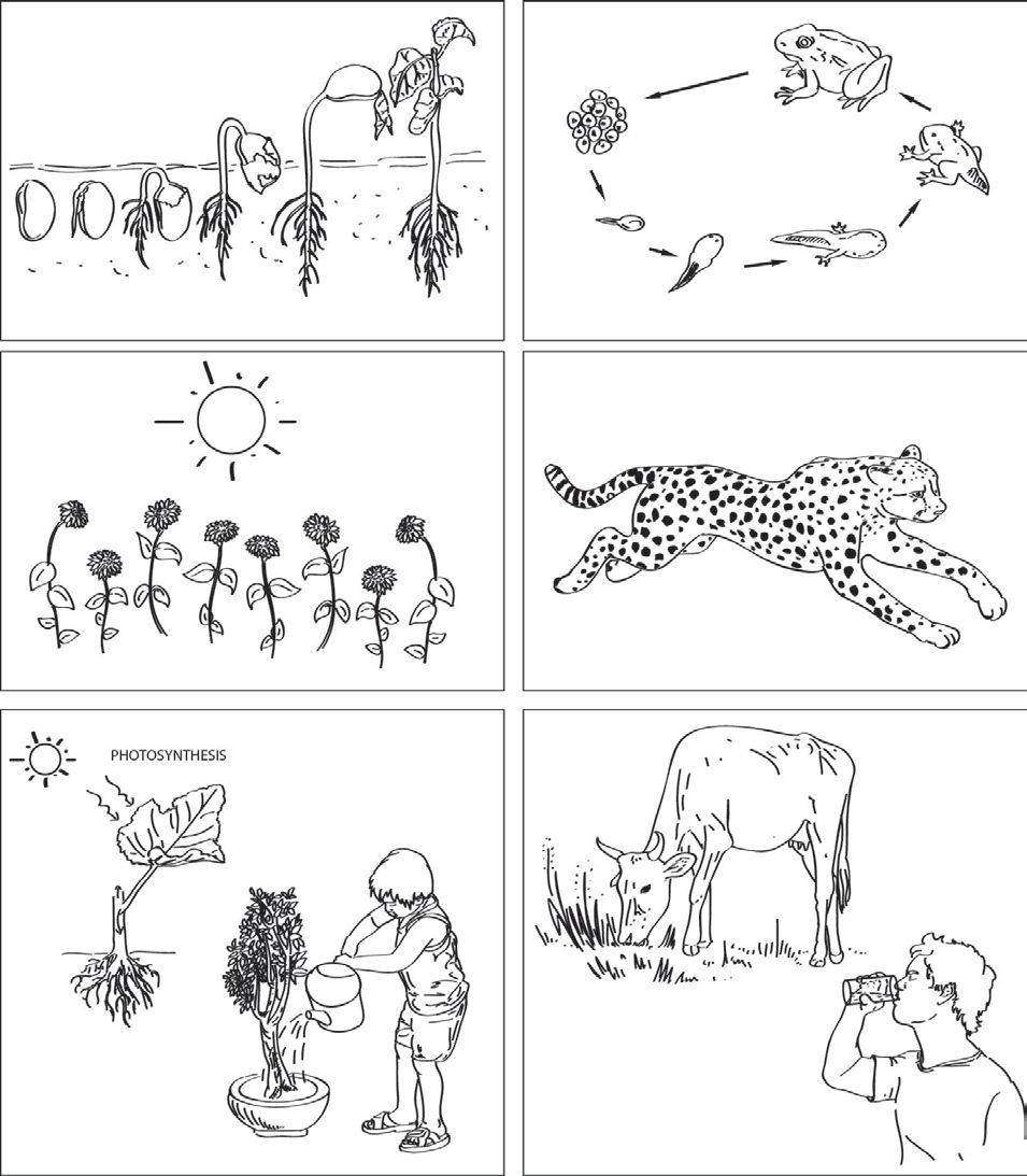 Classifying Living Things Worksheets 4th Grade