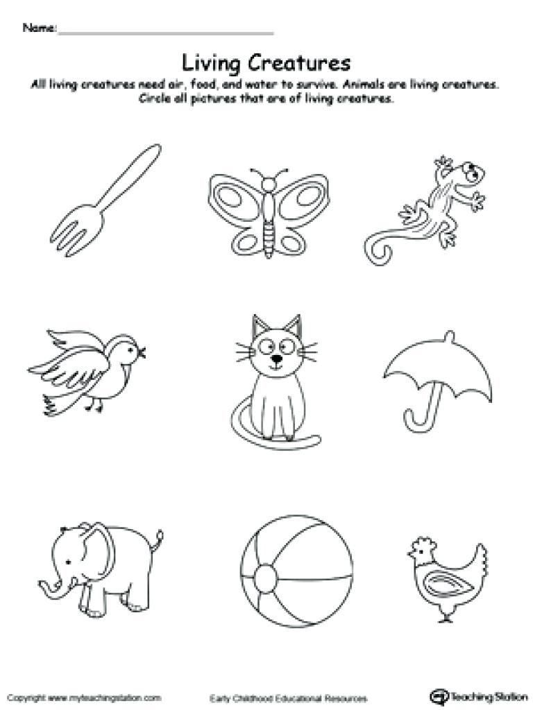 Kindergarten Kindergarten Worksheet  Preschool Science Worksheets