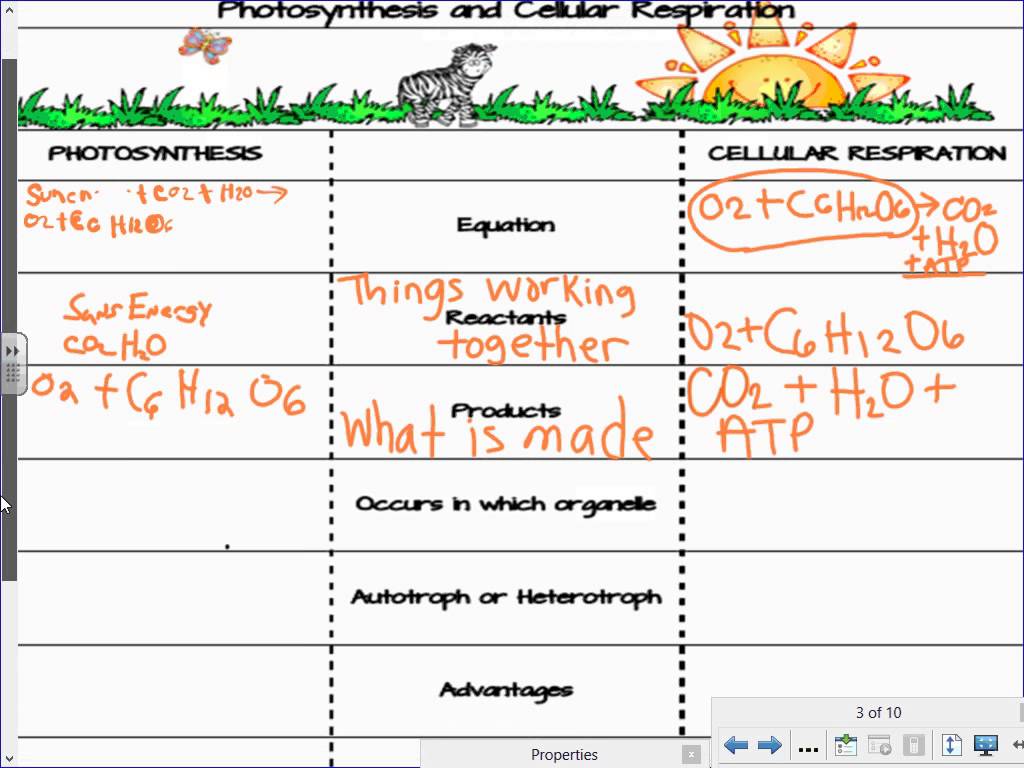 Photosynthesis Respiration Worksheet Worksheets For All