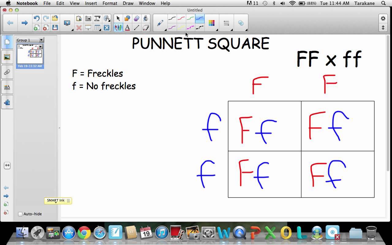 Punnett Square Tutorial