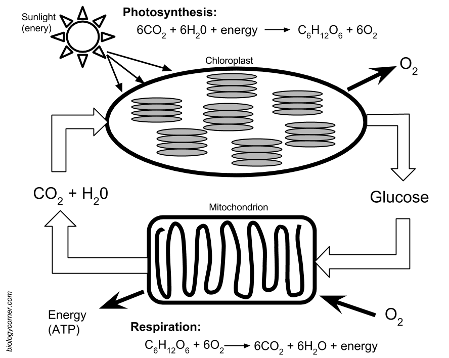 Respiration And Photosynthesis Worksheet