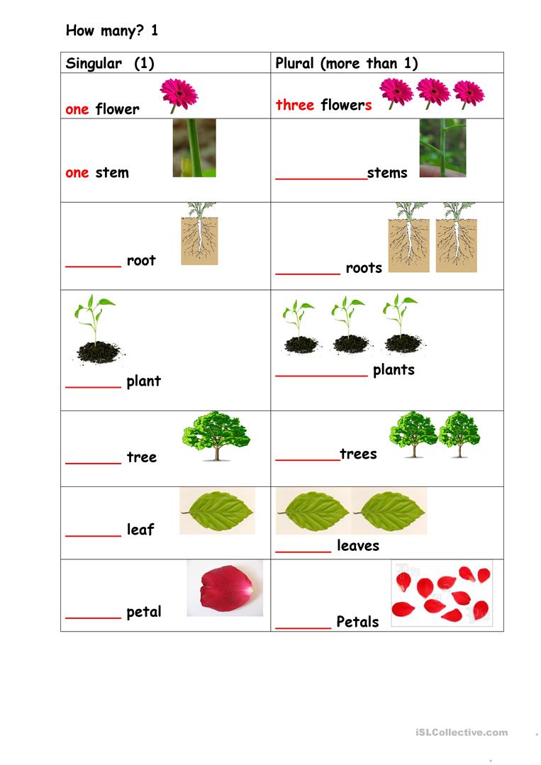 Singular Plural Worksheets For Grade 1