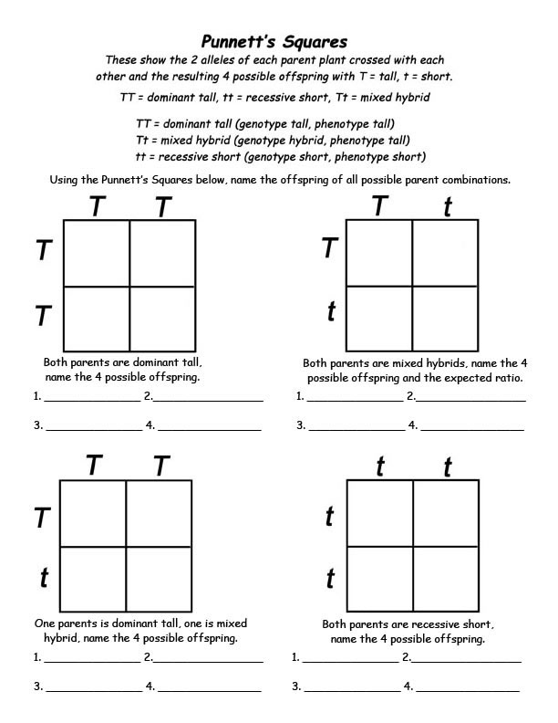 Punnett Square Practice Worksheet Middle School The Best