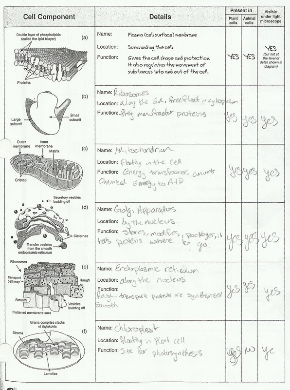 Printables  Cell Structure Worksheet  Lemonlilyfestival Worksheets