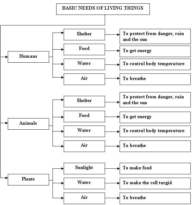 Basic Needs Of Living Things Worksheets Images