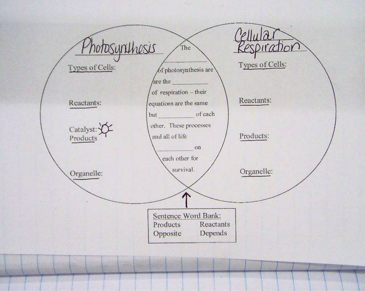 Photosynthesis And Cellular Respiration Venn Diagram Worksheet