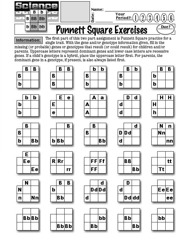 For Applied Biology Worksheets About Punnett Squares