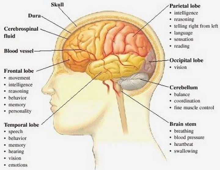 What Is The Structure Of The Brain And Lobes