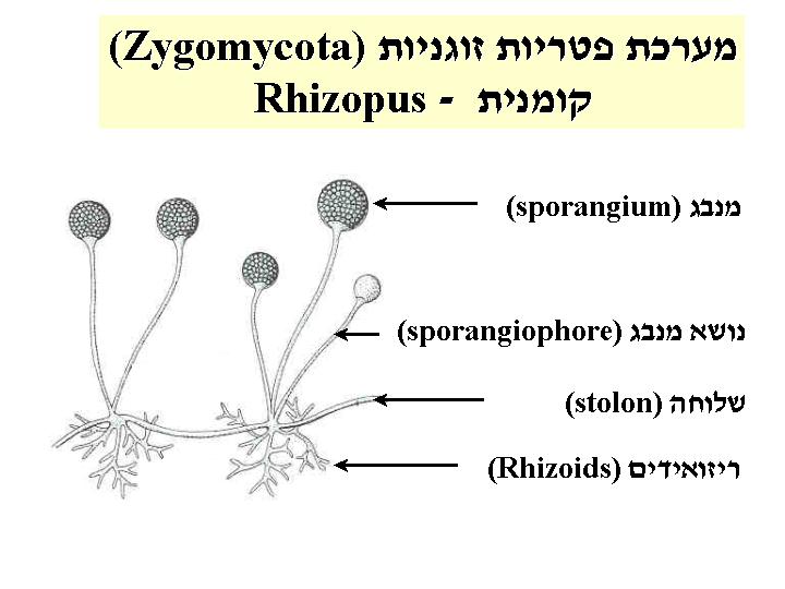 Index Of  ~peer Botanic Fungi Fungi_images