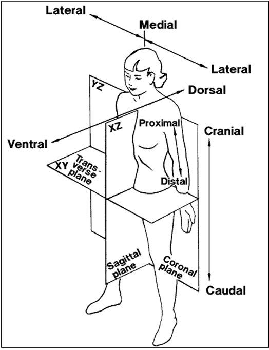 Anatomy Labeling Worksheets