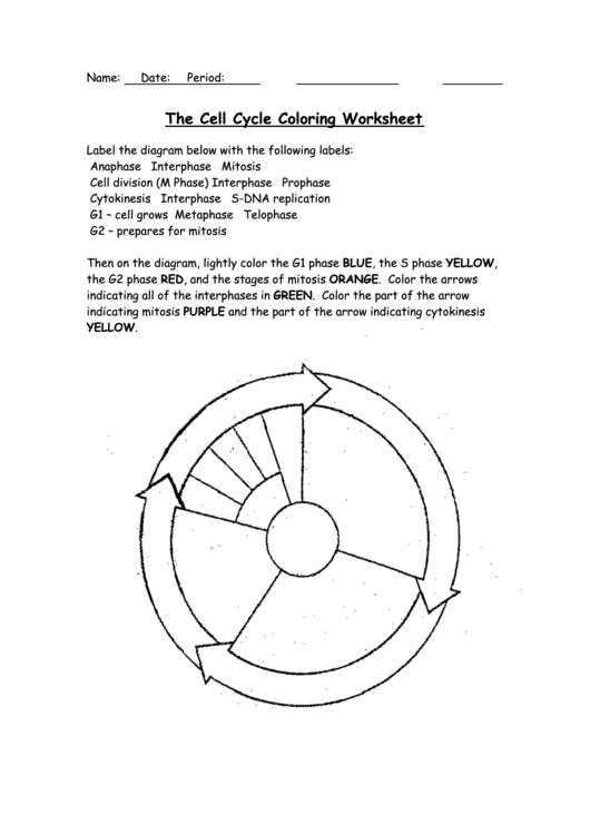 The Cell Cycle Coloring Worksheet Page 2 Of 2 In Pdf