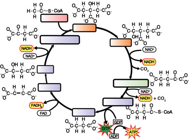 Krebs With Blank Labels