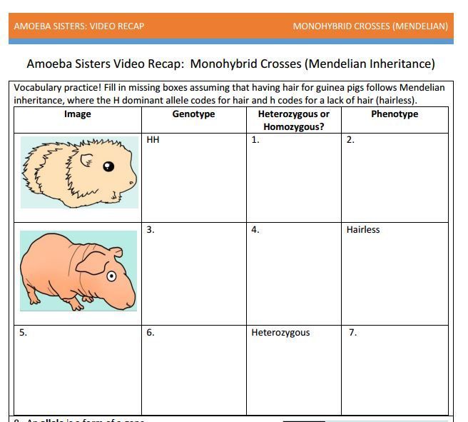 Monohybrids With Punnett Squares Handout Made By The Amoeba