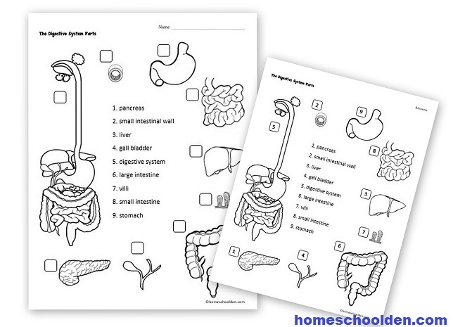 Digestive System Worksheets