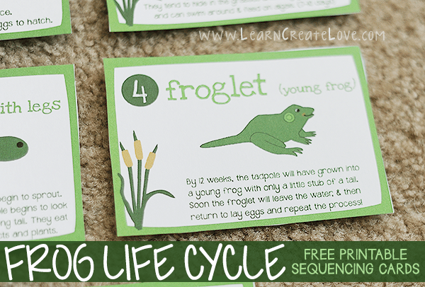 Frog Life Cycle With Printables